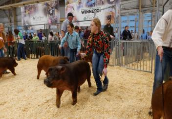 Family all-in for showing their livestock